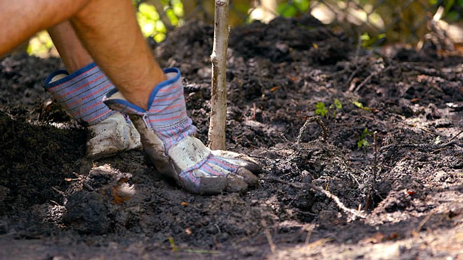 How to plant a tree Step 3