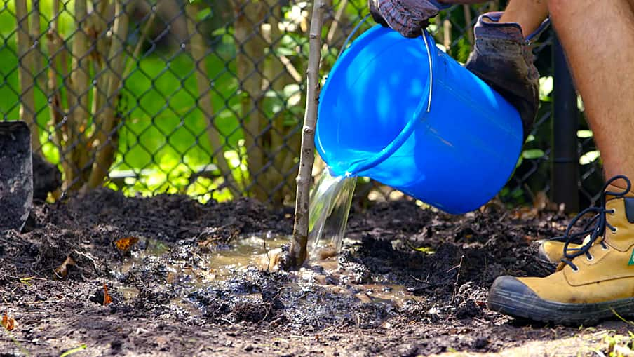 How to plant a tree Step 4