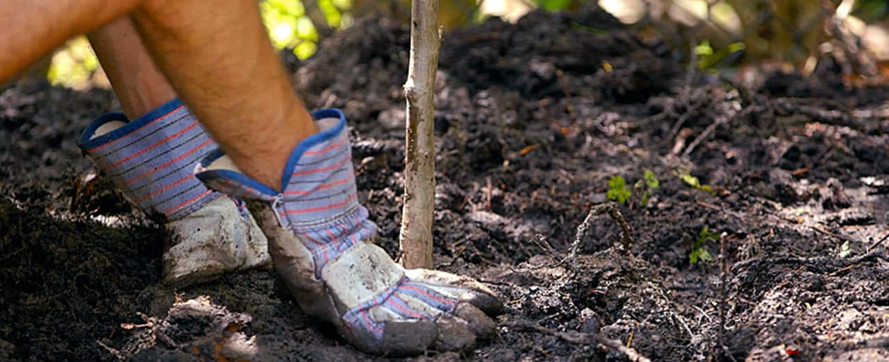 How to plant a tree Banner