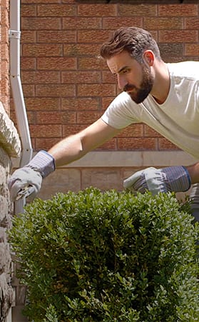 How to prune a tree or shrub