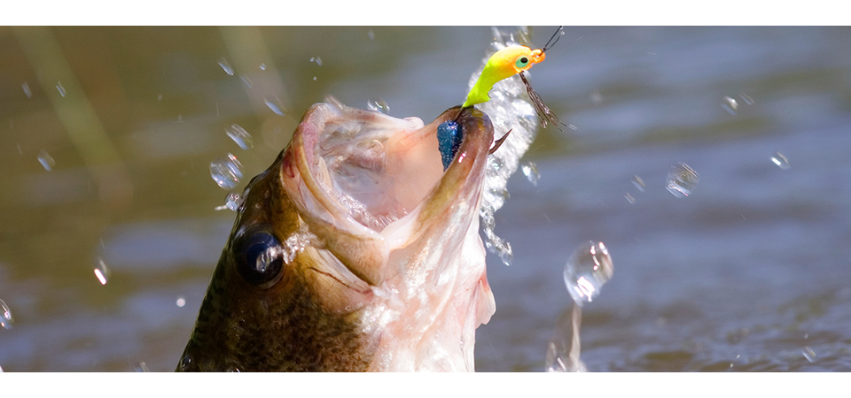 ct-howto-2016-SportsAndRec-ChooseEquipmenttogoBassFIshing-1280x522-FWT