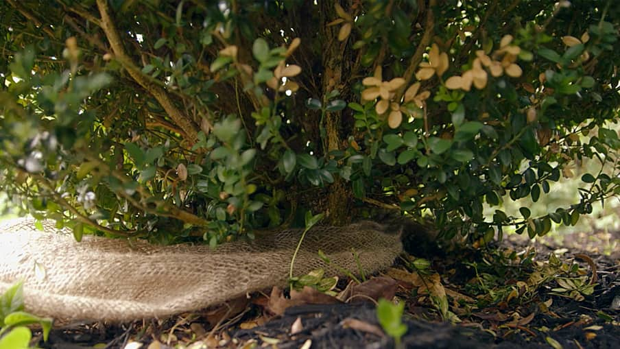 how to protect your shrubs Tie to trunk