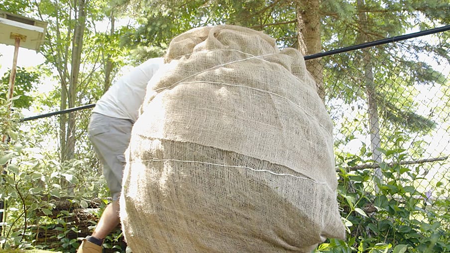 how to protect your shrubs Wrap with garden twine