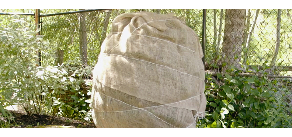 How to protect your shrubs 1280x522 top banner