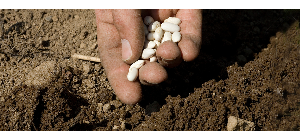 Seed Your Garden 1280x522-FWT