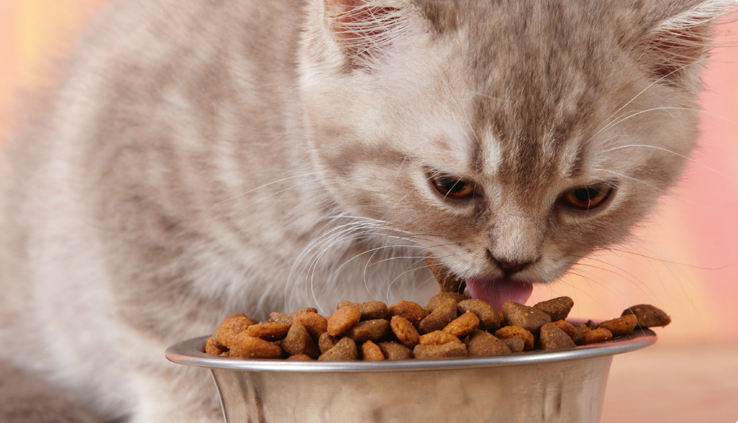 Kitten eating dry cat food from a bowl.