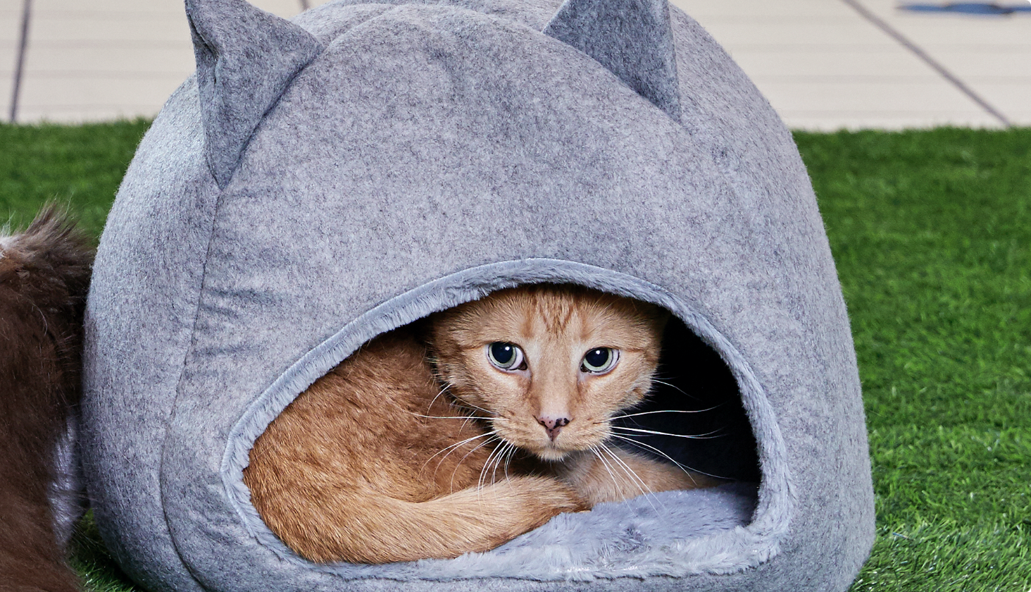 Cat sitting in a hooded igloo cat bed.