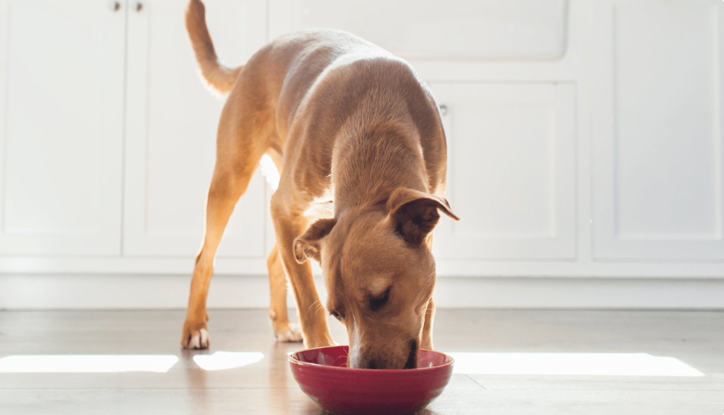 A dog happily eating food out of a bowl.
