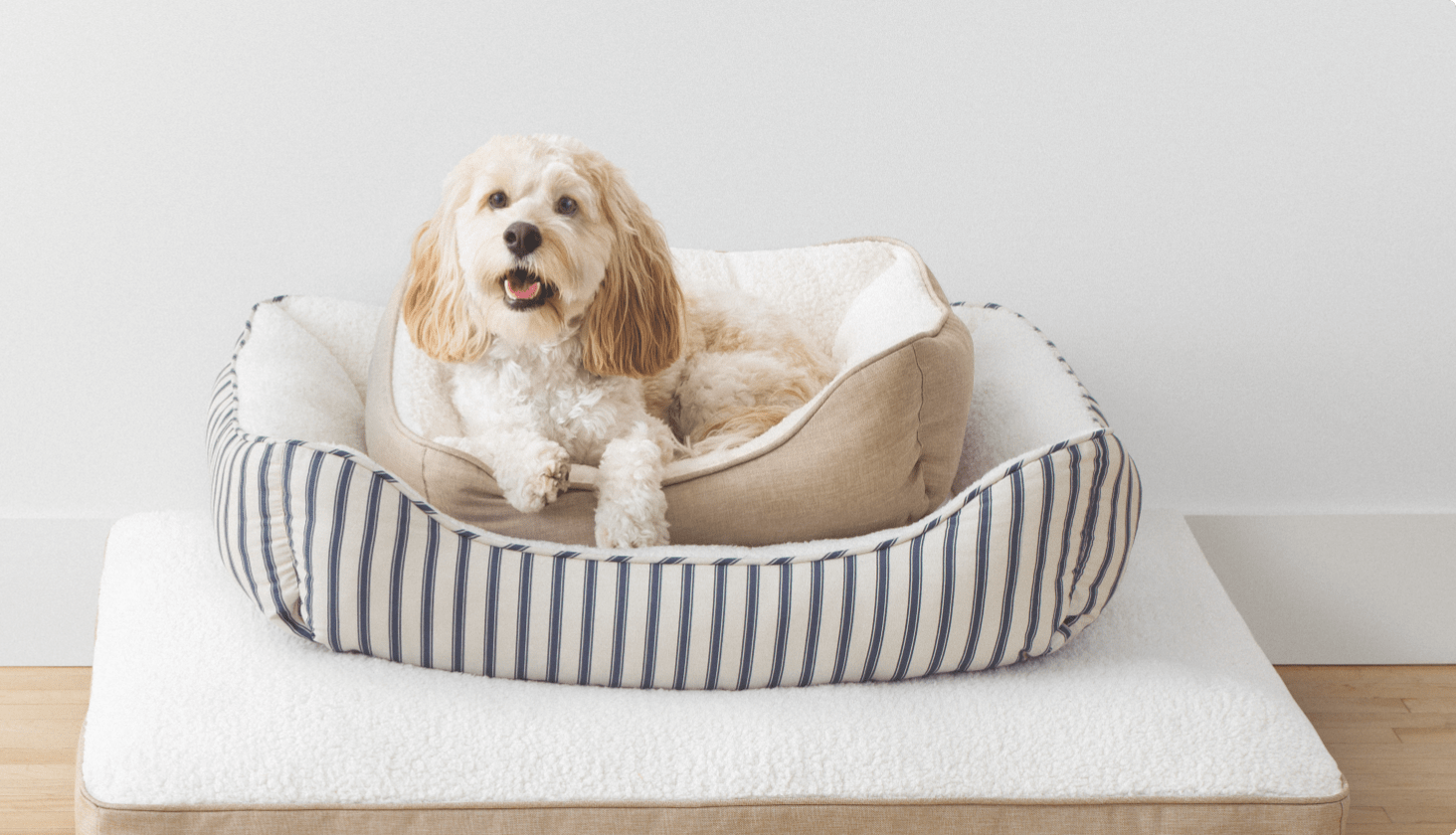 A dog happily sitting in a comfortable and fluffy dog bed.