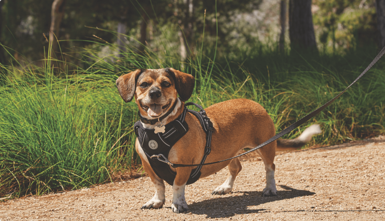 A dog standing in a trail, wearing a harness collar and leash.