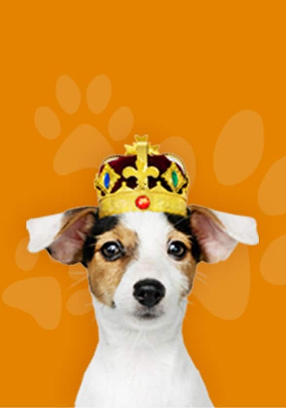 Small white and brown dog wearing a crown hat.
