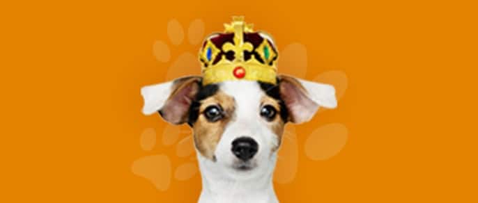 Small white and brown dog wearing a crown hat.