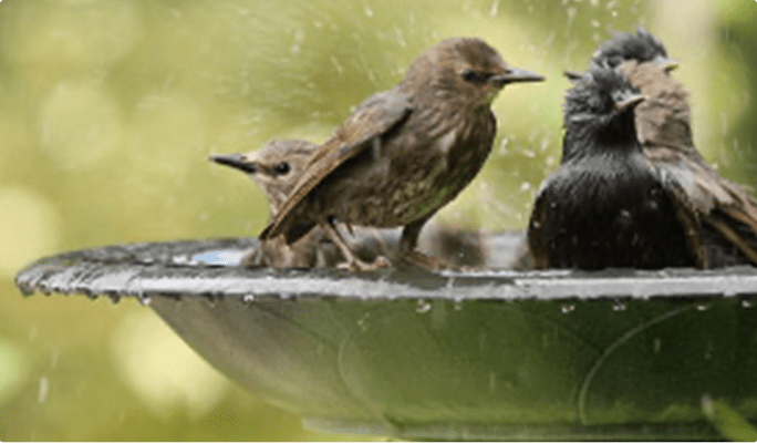 Deux oiseaux dans une vasque pour oiseaux.