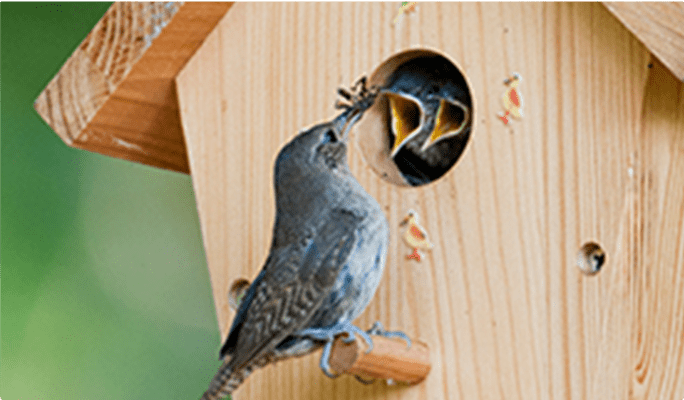 Oiseau donnant à manger à deux oisillons dans un nichoir en bois.