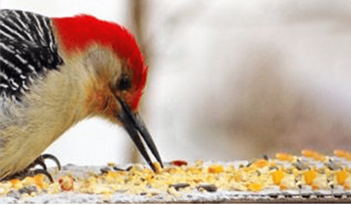 Oiseau sauvage mangeant des graines d’oiseaux.