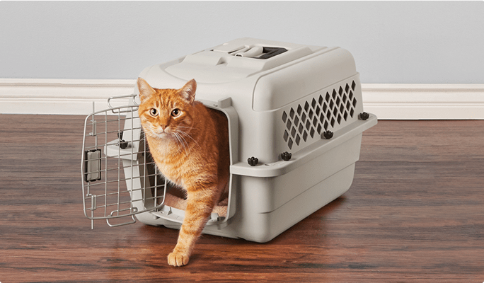 Chat sortant d’une petite cage à chat beige.