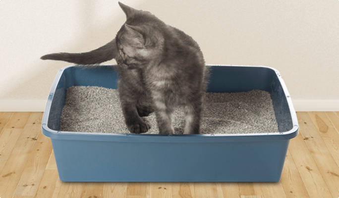 Kitten in a blue little box.