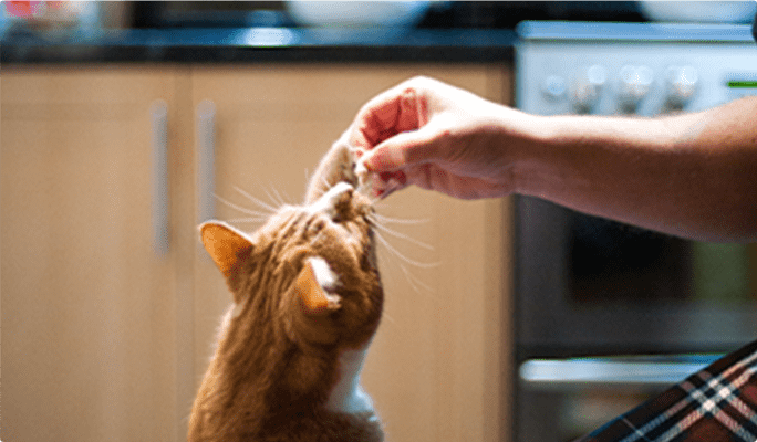 Cat eating a treat from a hand.