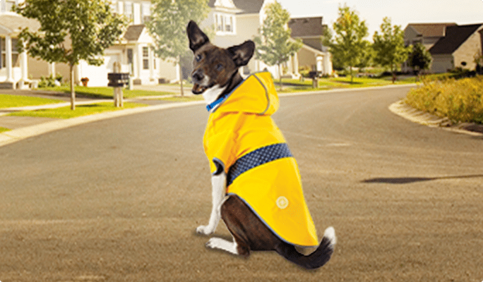 Petit chien portant un manteau à capuchon jaune et bleu.