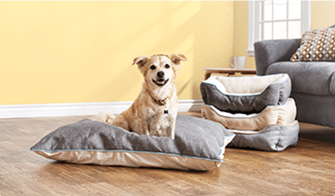 Petit chien assis sur un lit pour chien dans un salon, avec 3 lits pour chien empilés en arrière-plan.