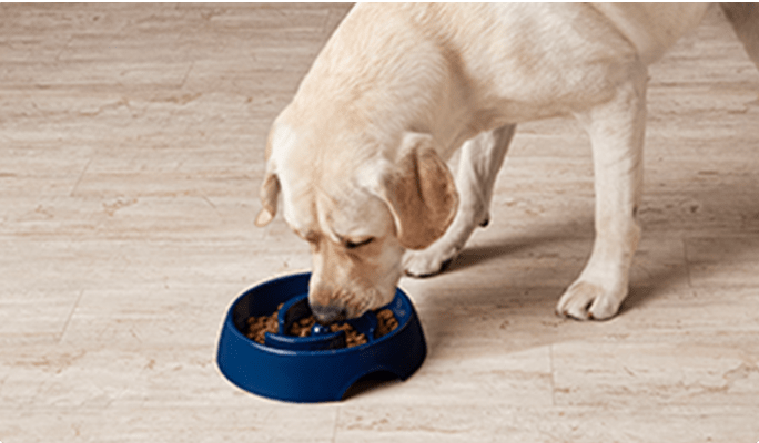 Labrador retriever eating out a navy blue bowl on a hardwood floor.