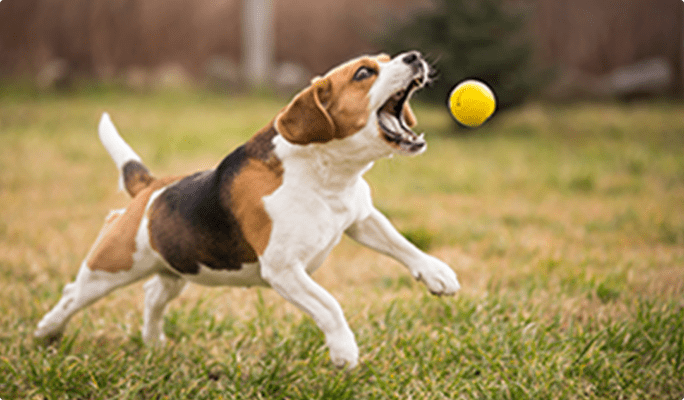 Beagle leaping to catch a yellow ball.