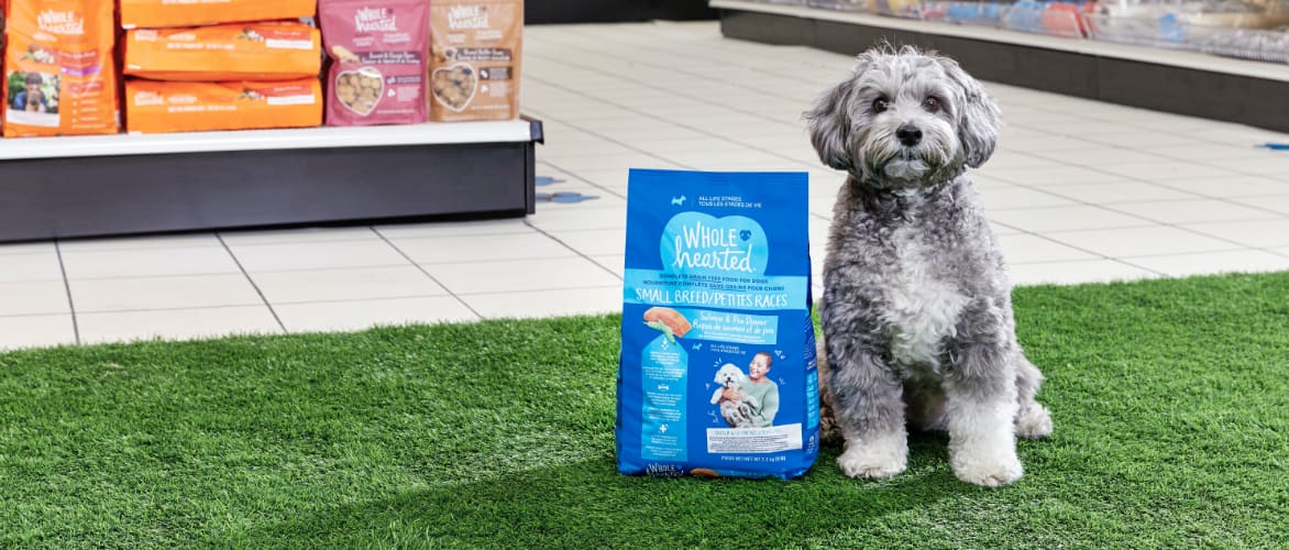 A bag of Wholehearted dry dog food next to a small dog sitting on a green turf grass.