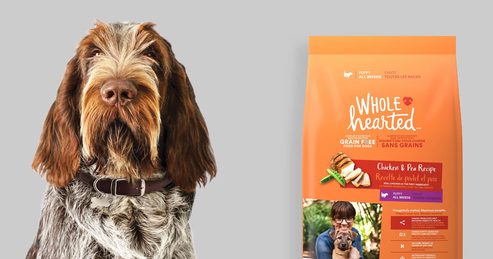 Large brown and white dog sitting beside a bad of Wholehearted dry dog food.