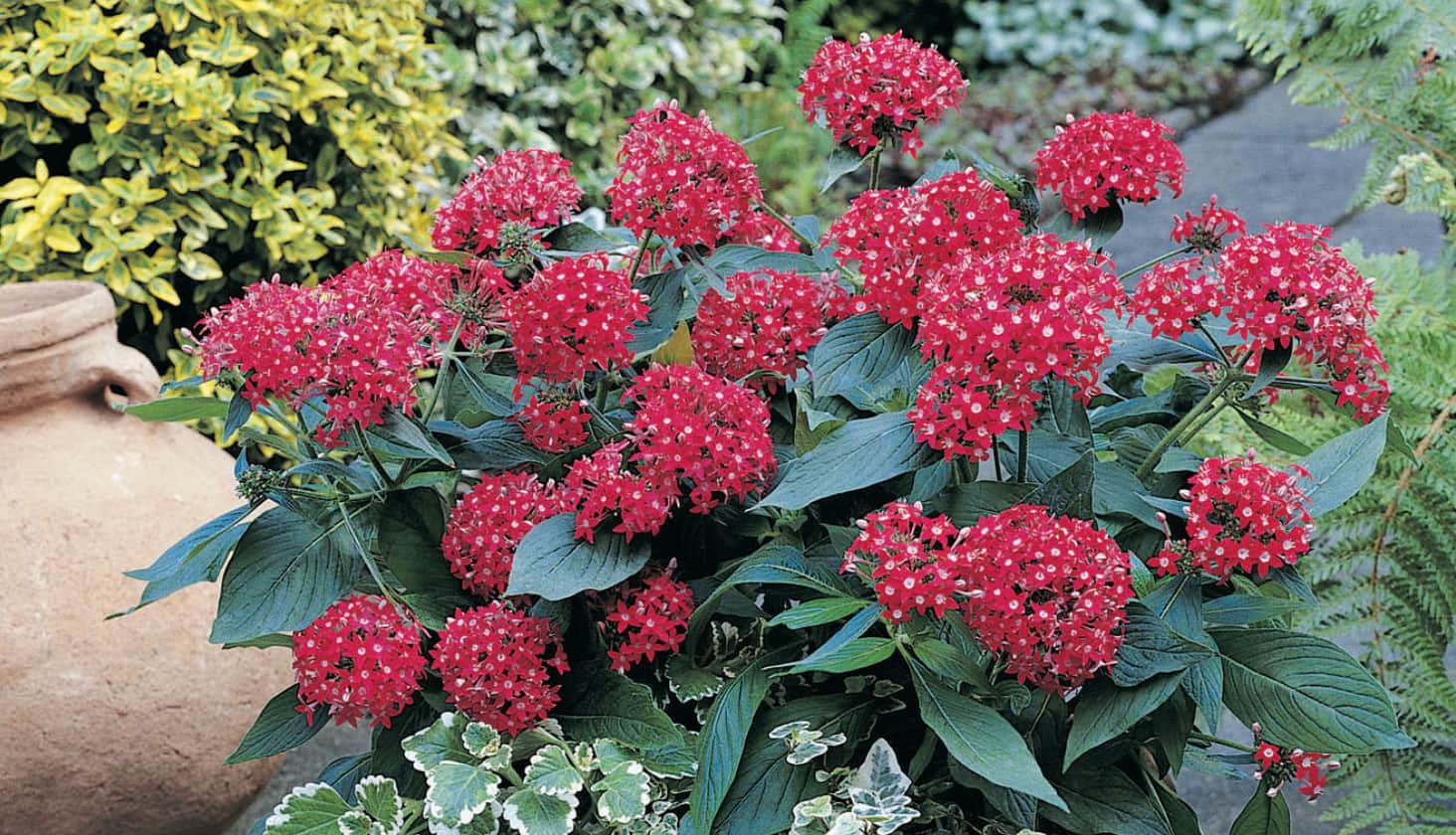 Large red flowers and big green leaves in a garden