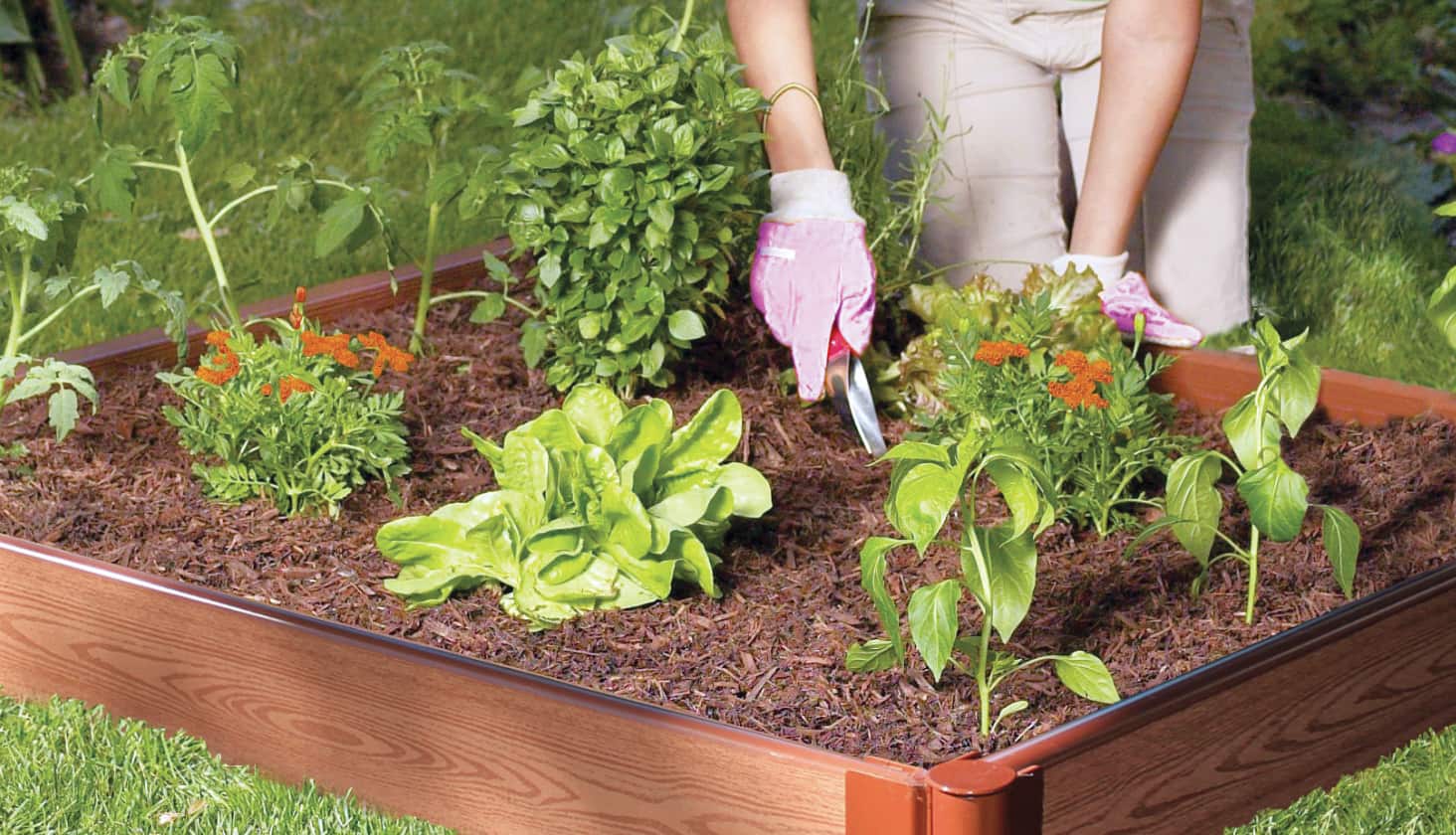 A person gardening in a small box of plants and soil