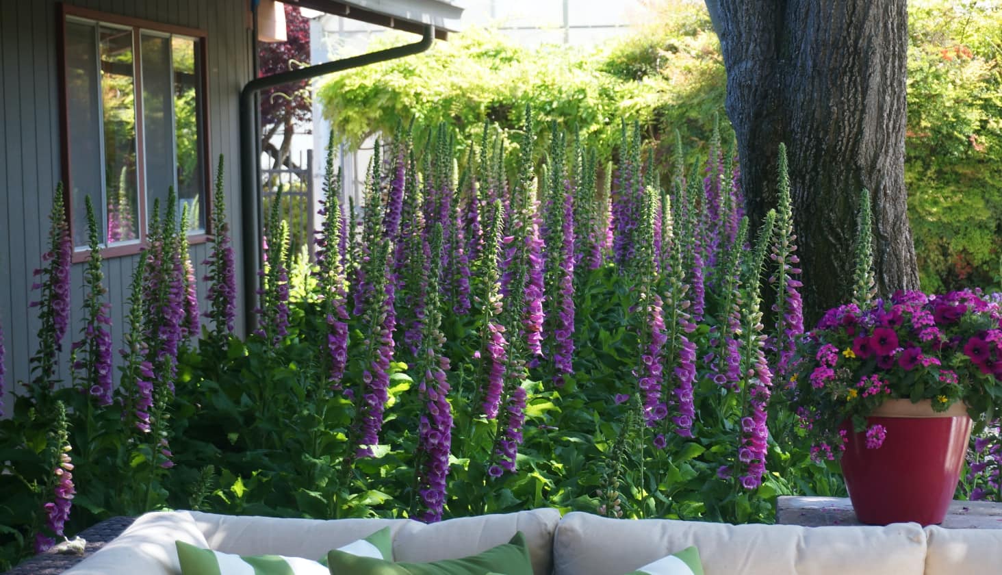 Une cour arrière avec des plants de lavande, un pot de fleurs et un canapé 