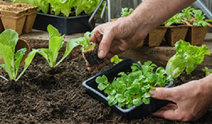 Hands placing a new green plant in soil