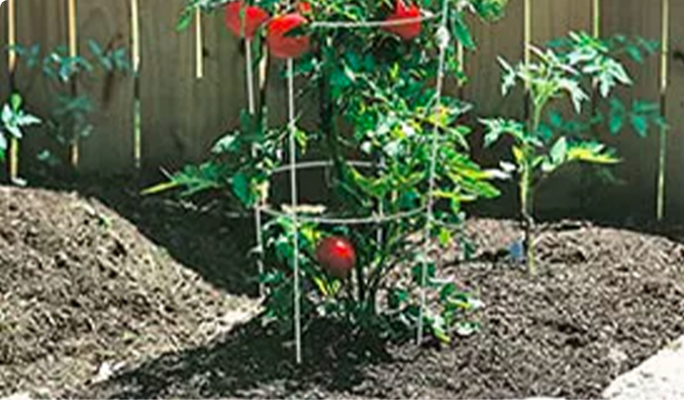 Tomato plant in soil