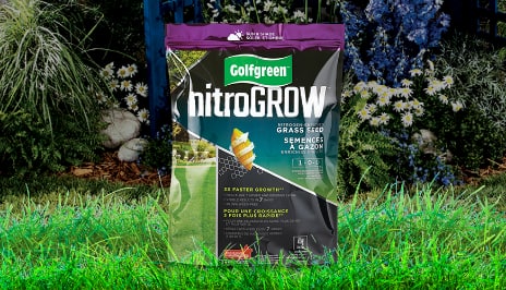 Un sac de produit Golfgreen NITROGROW sur un fond vert, floral et herbeux. 