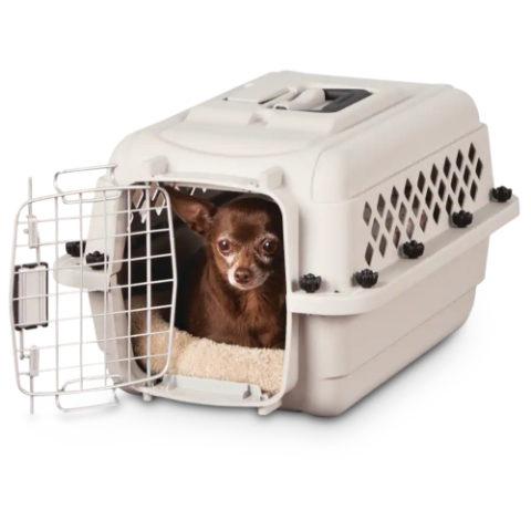 Small dog inside Petco plastic dog crate