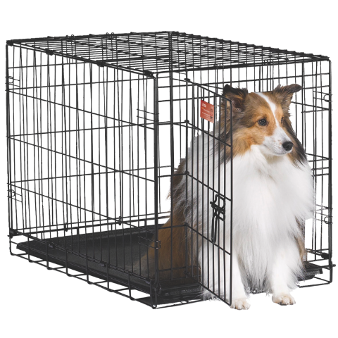 Dog sitting inside wire dog crate