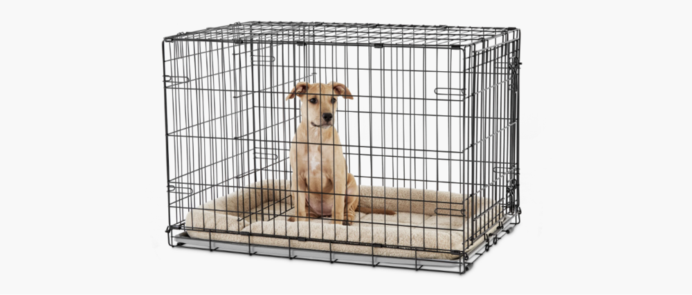 Puppy sitting inside Petco wire dog crate