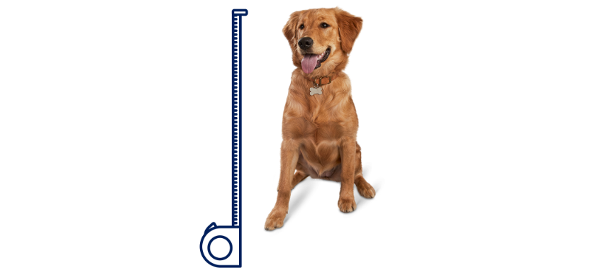 Ruban à mesurer à côté d’un chien