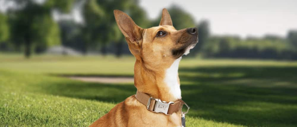 Chien dans un parc portant un collier Reddy