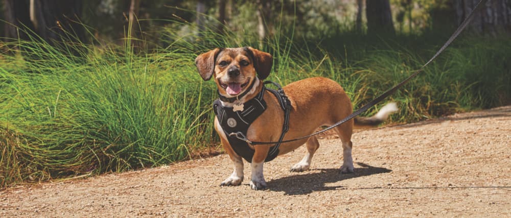 Small dog wearing Petco harness attached to leash
