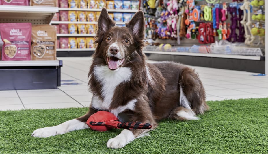 Dog in pet store with NerfDog infinity rubber dog toy