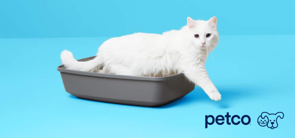White cat sitting in Petco litter box with one paw stretched out