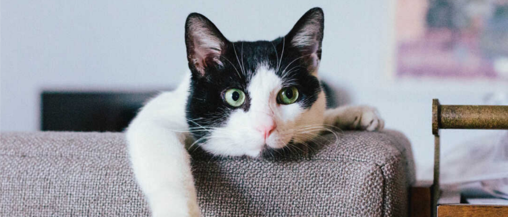 Chat calico assis sur un canapé, une patte tendue vers l’arrière