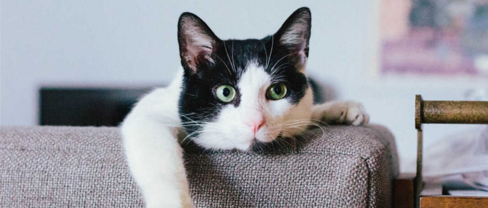 Calico cat sitting on a couch with one paw dangling off the back