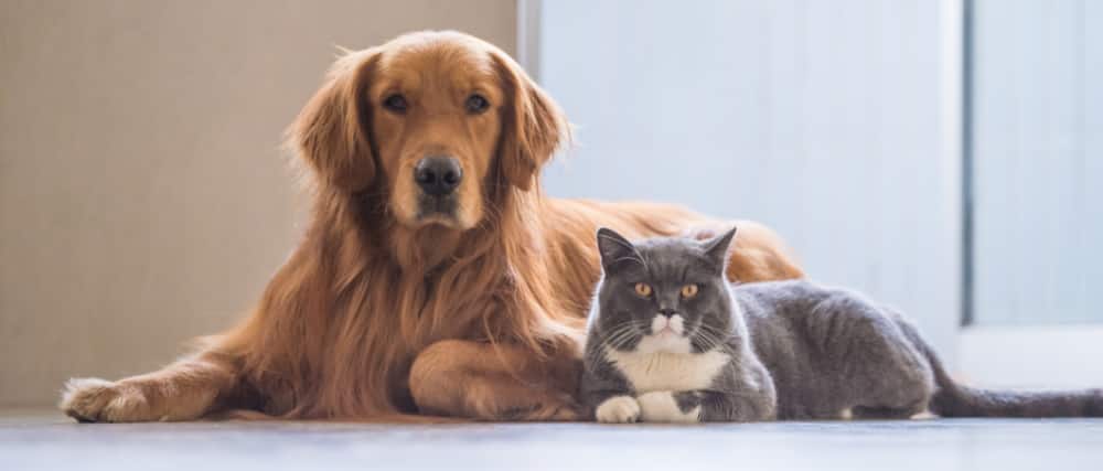 Un chien et un chat côte-à-côte 