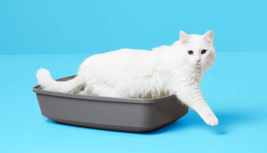 Chat blanc sortant d’un bac de litière Petco