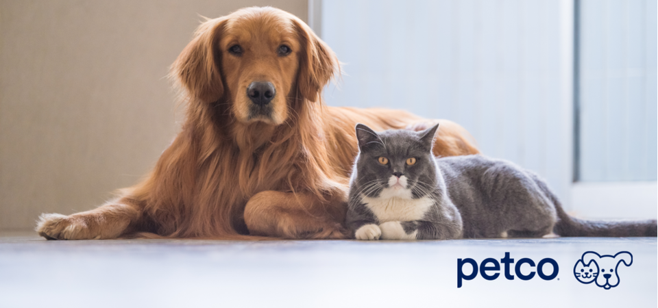 Un chien et un chat côte-à-côte