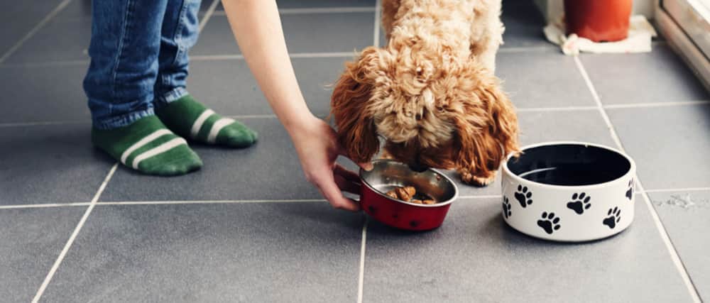 Person giving dog a bowl full of food.