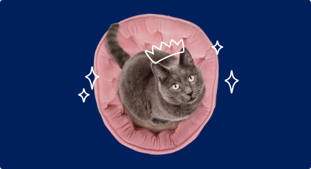 An illustration of a crown sits atop the head of a grey cat that is sitting on a round, tufted and pink cat bed. 