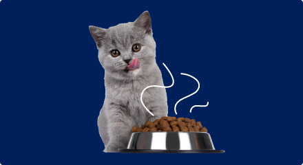 A grey kitten licking its lips sits behind a bowl of cat food.
